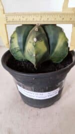 ASTROPHYTUM MYRIOSTIGMA "Variegata" Nº 1028 – vaso 15