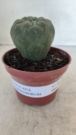 MATUCANA MADISONIORUM Nº 290 – vaso 11 - Imagem 2