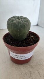 MATUCANA MADISONIORUM Nº 290 – vaso 11 - Imagem 7