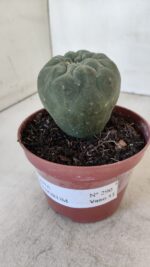 MATUCANA MADISONIORUM Nº 290 – vaso 11 - Imagem 6