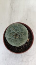 MATUCANA MADISONIORUM Nº 290 – vaso 11 - Imagem 3