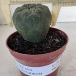 MATUCANA MADISONIORUM Nº 290 – vaso 11