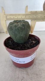 MATUCANA MADISONIORUM Nº 290 – vaso 11