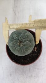 MATUCANA MADISONIORUM Nº 290 – vaso 11 - Imagem 5