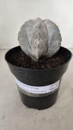 ASTROPHYTUM MYRIOSTIGMA Onzuka  Nº 723 – vaso 15 - Imagem 2