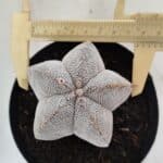 ASTROPHYTUM MYRIOSTIGMA Onzuka  Nº 723 – vaso 15