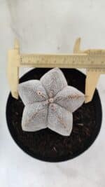 ASTROPHYTUM MYRIOSTIGMA Onzuka  Nº 723 – vaso 15