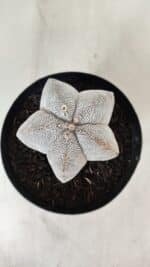 ASTROPHYTUM MYRIOSTIGMA Onzuka  Nº 723 – vaso 15 - Imagem 3