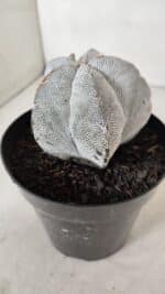 ASTROPHYTUM MYRIOSTIGMA Onzuka  Nº 723 – vaso 15 - Imagem 10