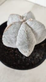 ASTROPHYTUM MYRIOSTIGMA Onzuka  Nº 723 – vaso 15 - Imagem 9