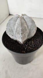 ASTROPHYTUM MYRIOSTIGMA Onzuka  Nº 723 – vaso 15 - Imagem 8