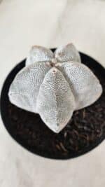 ASTROPHYTUM MYRIOSTIGMA Onzuka  Nº 723 – vaso 15 - Imagem 7