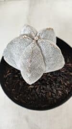 ASTROPHYTUM MYRIOSTIGMA Onzuka  Nº 723 – vaso 15 - Imagem 6