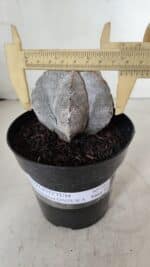 ASTROPHYTUM MYRIOSTIGMA Onzuka  Nº 723 – vaso 15 - Imagem 4