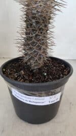 Pachypodium Lamerei "Palmeira de Madagascar" - Nº 32 - Imagem 2