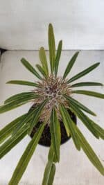 Pachypodium Lamerei "Palmeira de Madagascar" - Nº 32 - Imagem 3