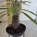 Pachypodium Lamerei "Palmeira de Madagascar" - Nº 32