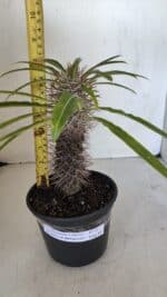Pachypodium Lamerei "Palmeira de Madagascar" - Nº 32