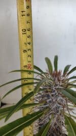 Pachypodium Lamerei "Palmeira de Madagascar" - Nº 32 - Imagem 7