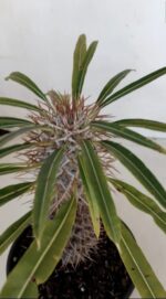 Pachypodium Lamerei "Palmeira de Madagascar" - Nº 32 - Imagem 5