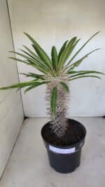 Pachypodium Lamerei "Palmeira de Madagascar" - Nº 33 - Imagem 2