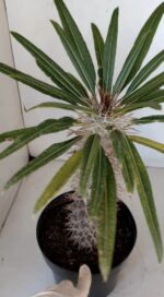 Pachypodium Lamerei "Palmeira de Madagascar" - Nº 33 - Imagem 3