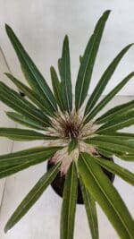 Pachypodium Lamerei "Palmeira de Madagascar" - Nº 33 - Imagem 8