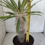 Pachypodium Lamerei "Palmeira de Madagascar" - Nº 33