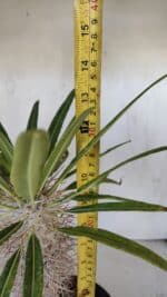 Pachypodium Lamerei "Palmeira de Madagascar" - Nº 33 - Imagem 7