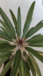 Pachypodium Lamerei "Palmeira de Madagascar" - Nº 33 - Imagem 6