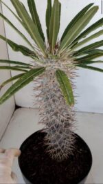 Pachypodium Lamerei "Palmeira de Madagascar" - Nº 33 - Imagem 5