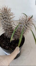 Pachypodium Lamerei "Palmeira de Madagascar" - Nº 34 - Imagem 3