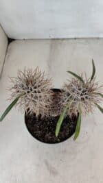 Pachypodium Lamerei "Palmeira de Madagascar" - Nº 34 - Imagem 8