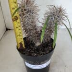 Pachypodium Lamerei "Palmeira de Madagascar" - Nº 34