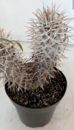 Pachypodium Lamerei "Palmeira de Madagascar" - Nº 34 - Imagem 4