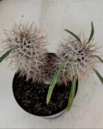 Pachypodium Lamerei "Palmeira de Madagascar" - Nº 34 - Imagem 7