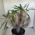 Pachypodium Lamerei "Palmeira de Madagascar" - Nº 35