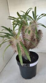 Pachypodium Lamerei "Palmeira de Madagascar" - Nº 35 - Imagem 5