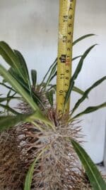 Pachypodium Lamerei "Palmeira de Madagascar" - Nº 35 - Imagem 3