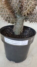 Pachypodium Lamerei "Palmeira de Madagascar" - Nº 35 - Imagem 13