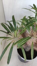 Pachypodium Lamerei "Palmeira de Madagascar" - Nº 35 - Imagem 12