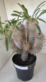 Pachypodium Lamerei "Palmeira de Madagascar" - Nº 35 - Imagem 10