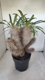 Pachypodium Lamerei "Palmeira de Madagascar" - Nº 35 - Imagem 9