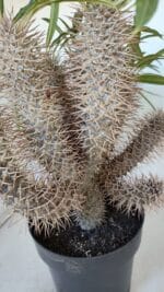 Pachypodium Lamerei "Palmeira de Madagascar" - Nº 35 - Imagem 8