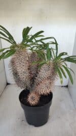 Pachypodium Lamerei "Palmeira de Madagascar" - Nº 35 - Imagem 7