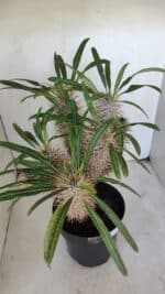 Pachypodium Lamerei "Palmeira de Madagascar" - Nº 35 - Imagem 6