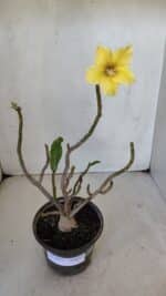 Planta Simples 3023 – 30cm – 03 anos - Imagem 2