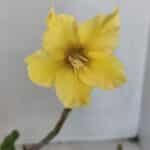 Planta Simples 3023 – 30cm – 03 anos