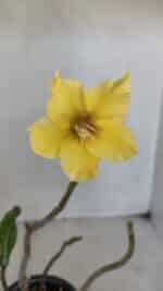 Planta Simples 3023 – 30cm – 03 anos