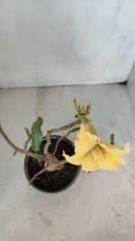 Planta Simples 3023 – 30cm – 03 anos - Imagem 4